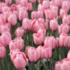 Buy Tulip bulbs online at Nursery Nisarga