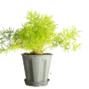 Buy Sprenger's Asparagus Fern Plant Online at Nursery Nisarga