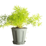 Buy Sprenger's Asparagus Fern Plant Online at Nursery Nisarga