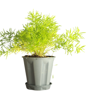 Buy Sprenger's Asparagus Fern Plant Online at Nursery Nisarga
