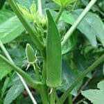 Lady finger, bindi, okra seeds