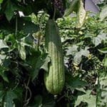 Sponge Gourd, Ridge Gourd, Snake Gourd, Turai, Tori, Turaiya, Gilki