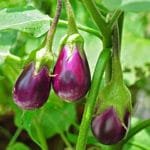 Brinjal, Eggplant, hybrid vegetable seeds