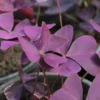 Buy Oxalis Triangularis, False shamrock – Plant from nursery nisarga