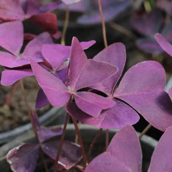 Buy Oxalis Triangularis, False shamrock – Plant from nursery nisarga