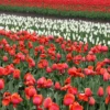 Buy Tulip bulbs online at Nursery Nisarga