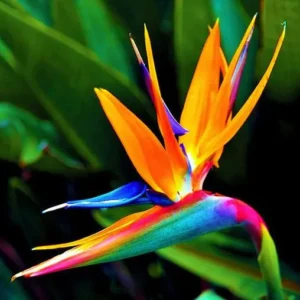 Buy bird of paradise - plant online at Nursery Nisarga