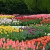 Buy Tulip bulbs online at Nursery Nisarga