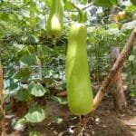 Calabash, bottle gourd, white-flowered gourd, long melon