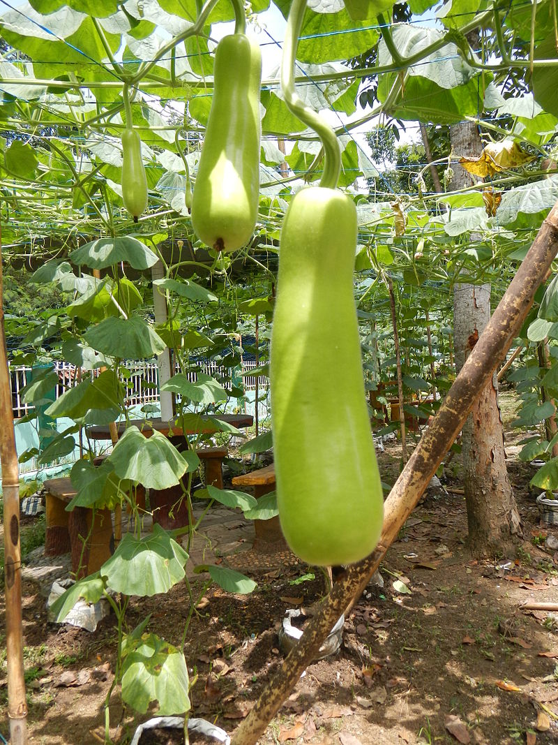 bottle gourd plant