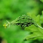 bitter gourd, bitter melon, karela