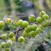 Buy Indian gooseberry, Amla plant online at lowest price -Nursery Nisarga