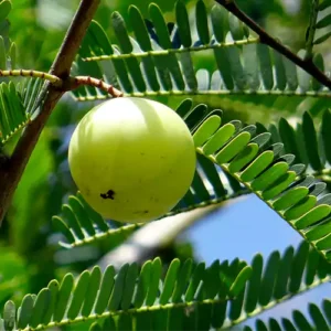 Buy Indian gooseberry, Amla plant online at lowest price -Nursery Nisarga