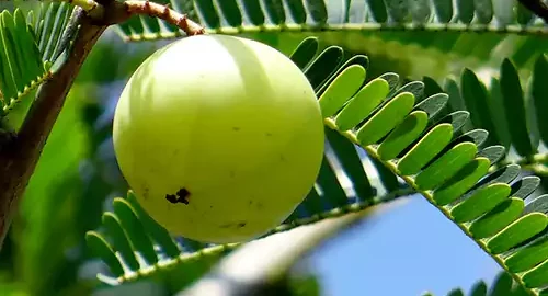 Amla plant, Indian gooseberry, Amla plant online -Nursery Nisarga