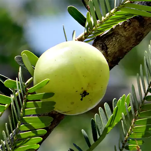 Buy Indian gooseberry, Amla plant online at lowest price -Nursery Nisarga