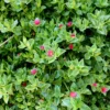 Buy Aptenia, Sun Rose Plant Online at Nursery Nisarga