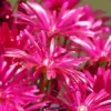 Buy Aptenia, Sun Rose Plant Online at Nursery Nisarga