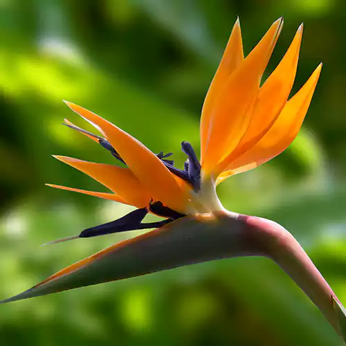 Buy bird of paradise - plant online at Nursery Nisarga
