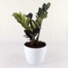 Buy Exotic Black ZZ Plant - Zamioculcas Black Raven zz Plant - Nursery Nisarga