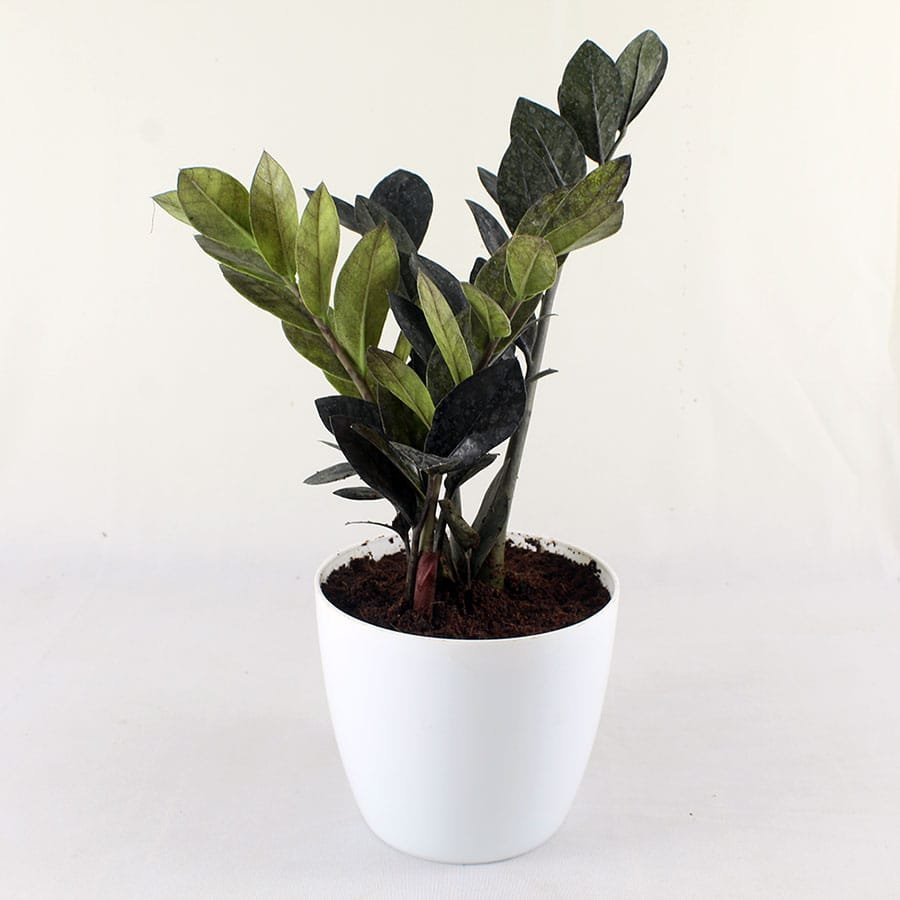 Buy Raven Black ZZ Plant Zamioculcas Zamiifolia Black Nursery Nisarga