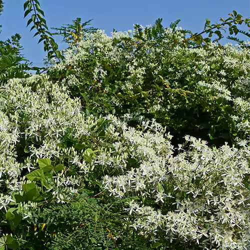 Buy Clematis White Flower Plant- Nursery Nisarga