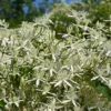 Buy Clematis White Flower Plant- Nursery Nisarga