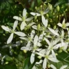 Buy Clematis White Flower Plant- Nursery Nisarga