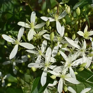 Buy Clematis White Flower Plant- Nursery Nisarga