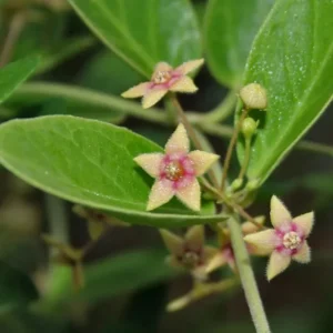 Buy Dambel, Antmool plant online at low price - Nursery Nisarga