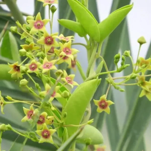 Buy Dambel, Antmool plant online at low price - Nursery Nisarga