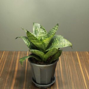 Dwarf Snake Plant with premium pot online - Nursery Nisarga