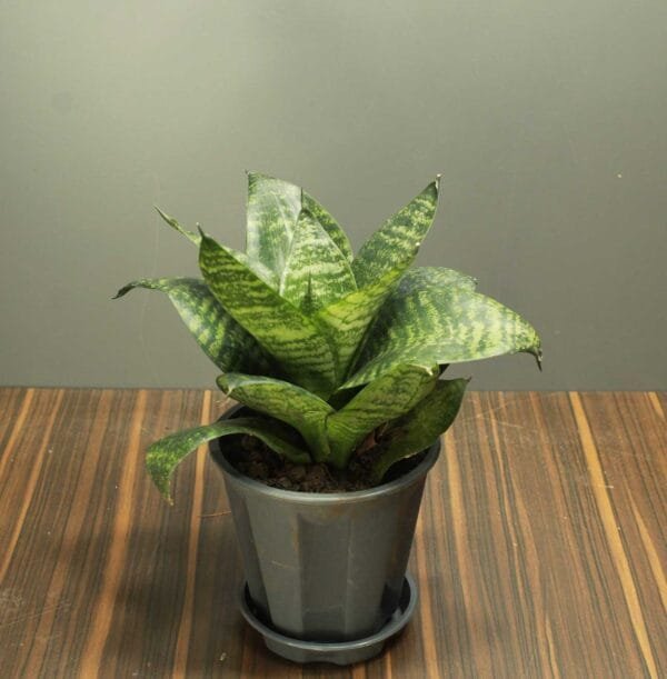 Dwarf Snake Plant with Colour Pot | Buy Online At Nursery Nisarga