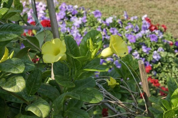 Buy Dwarf allamanda Bush (yellow), Pentalinon luteum - Plant Online at Nursery Nisarga