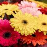 Buy Hybrid Gerbera Multicolor Flower Plant - Nursery Nisarga