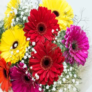 Buy Hybrid Gerbera Multicolor Flower Plant – Nursery Nisarga