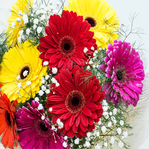 Buy Hybrid Gerbera Multicolor Flower Plant - Nursery Nisarga