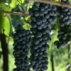 Buy Grape Angoor Vine Plant At Nursery Nisarga