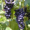 Buy Grape Angoor Vine Plant At Nursery Nisarga