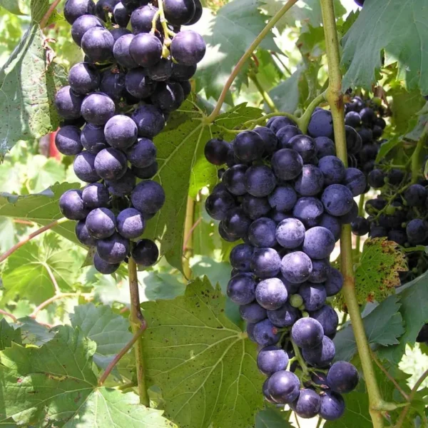 Buy Grape Angoor Vine Plant At Nursery Nisarga