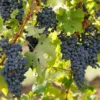 Buy Grape Angoor Vine Plant At Nursery Nisarga
