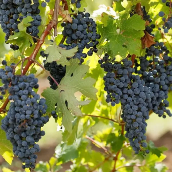 Buy Grape Angoor Vine Plant At Nursery Nisarga