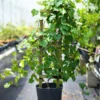 Buy Grape Angoor Vine Plant At Nursery Nisarga