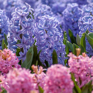 Buy Hyacinth Bulbs online at Nursery Nisarga