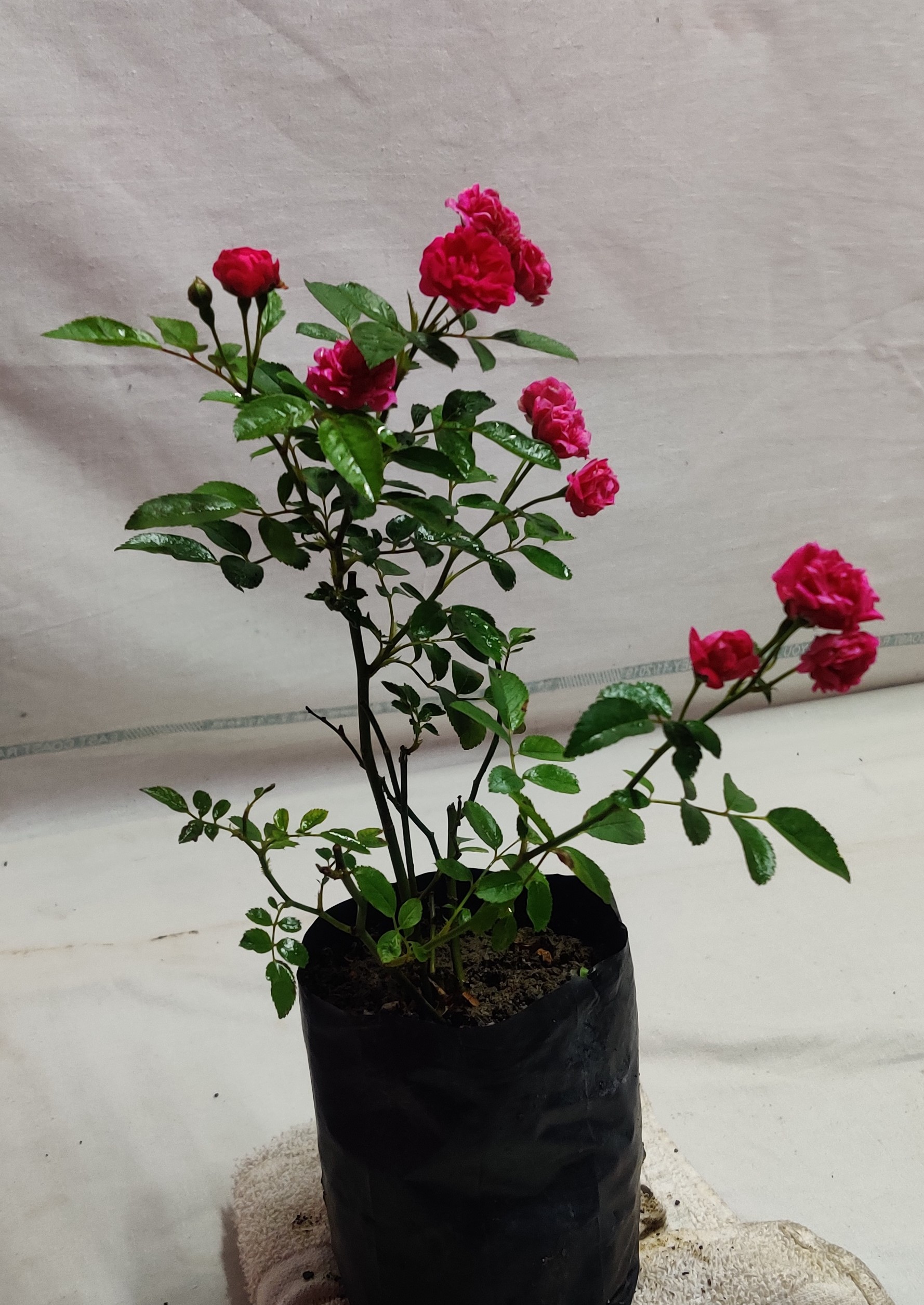 Buy Button Rose Miniature Rose Plant Multicolor At Nursery Nisarga