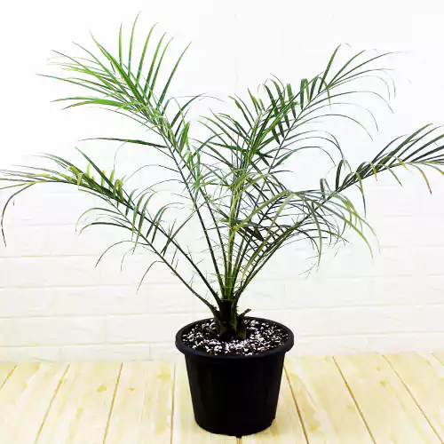 Buy Phoenix palm, Phoenix Canariensis - plant