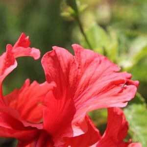 Buy mini pink hibiscus at Nursery Nisarga