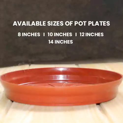 Buy Plant Pot Base Plate - Nursery Nisarga