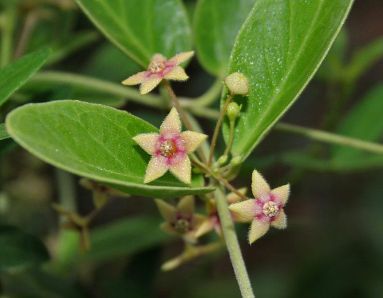 Dambel, Tylophora Indica, Plant Buy online at Nursery Nisarga