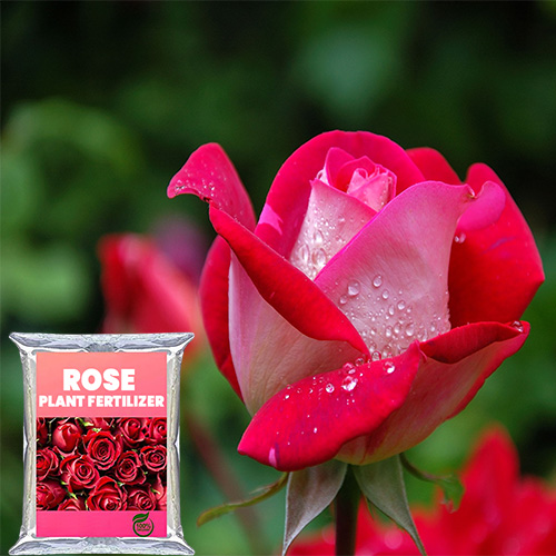 Buy Rose Food Fertilizer for Rose Plant - Nursery Nisarga