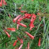 Buy Russelia Equisetiformis or Fire Cracker Plant or Fire Cracker Coral Online at Nursery Nisarga